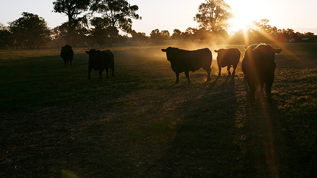 Local S Guide Wagga Wagga The Nrma