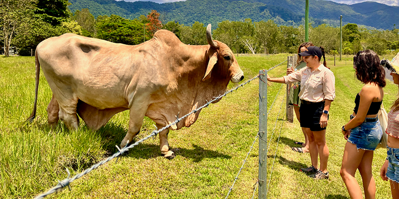  Brahman bull named Felix, Mackay Adventure Tours