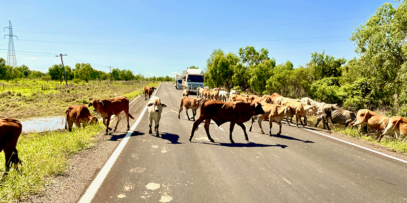 Drover herds cattle in Isaac region, QLD