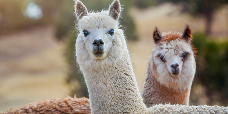 Two alpacas standing in a field 