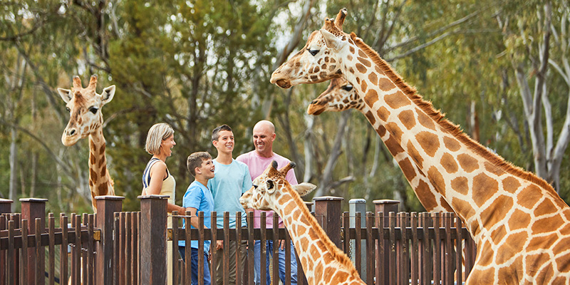 Family feeds Giraffes at Taronga zoo