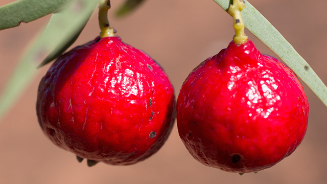 A Taste of the Outback: Exploring Australia's Indigenous Fruits