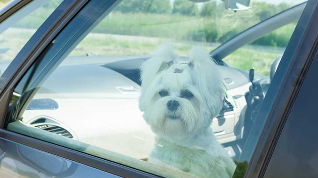 what to do if you see a dog in a hot car