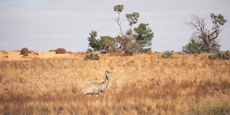 Mungo, credit: Destination NSW