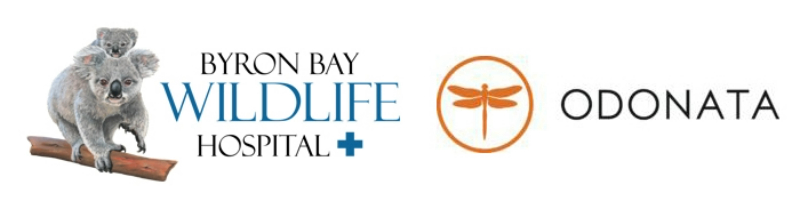 Two logos against a white background. The first is for Byron Bay Wildlife hospital, a koala on its mothers back, and the second is the Ondata logo, a dragonfly. 