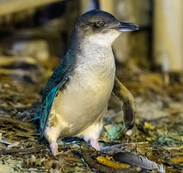 Close up of a little penguin with blue-black iridescent feathers on its wing and back, sitting on leaves.