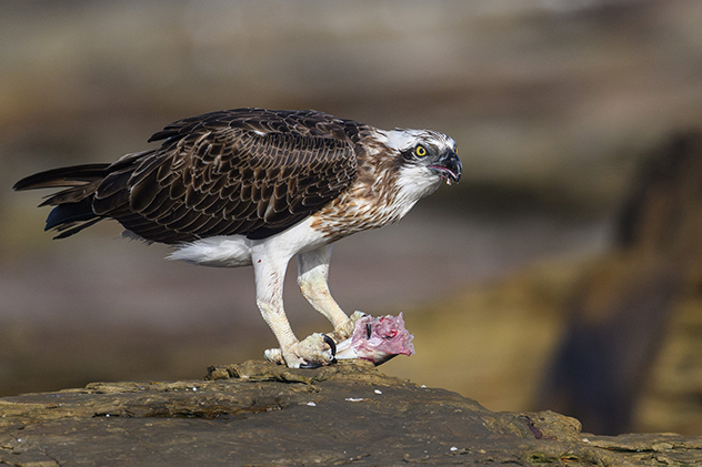 Osprey