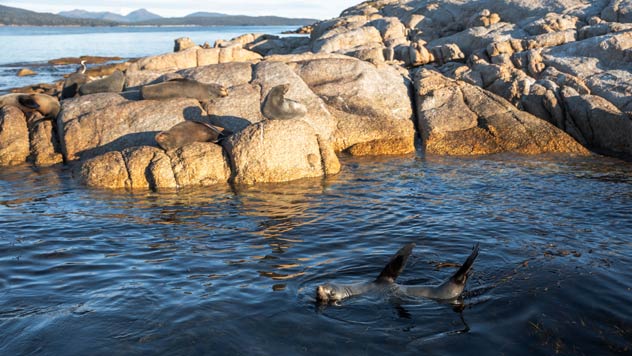 Seals on Freycinet Walking Tour