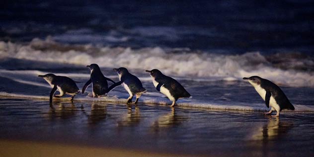 Penguins at Phillip Island Penguin Parade