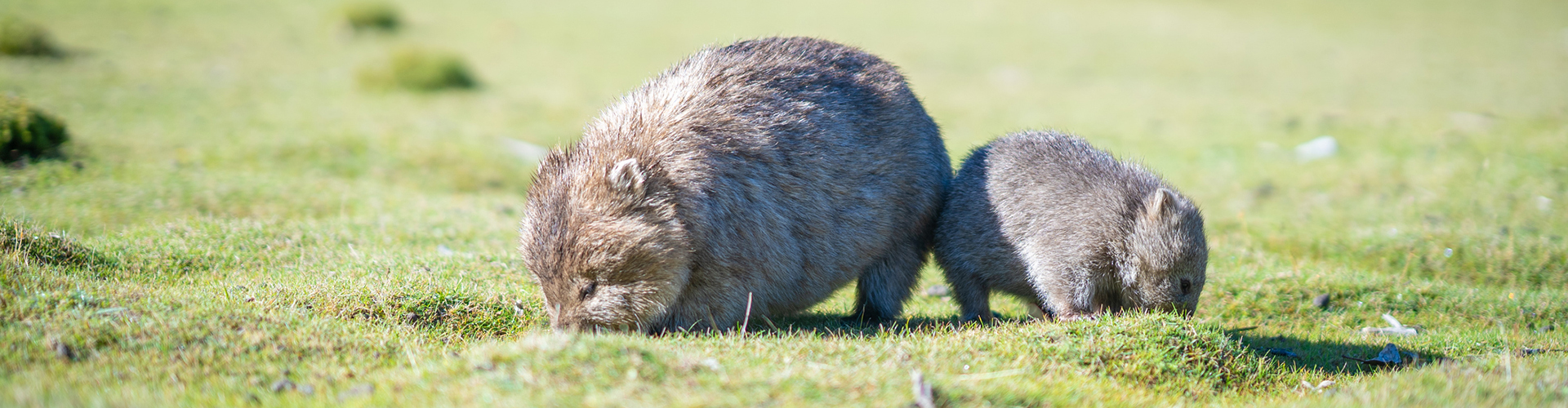 Mother and baby wombat eating grass.