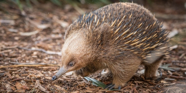 close up of foraging echidna