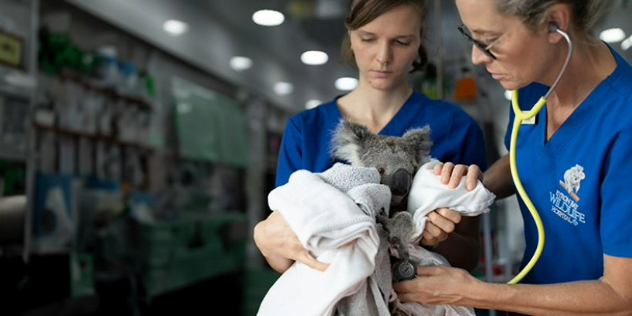 Byron Bay Wildlife Hospital staff caring for an injured koala.