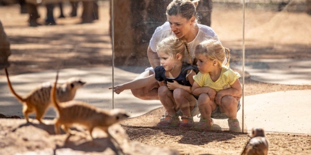 woman with small twin girls crouch to engage with meerkats in their enclosure