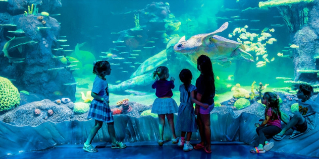 five small girls gaze at the underwater view of a large turtle swimming with fish