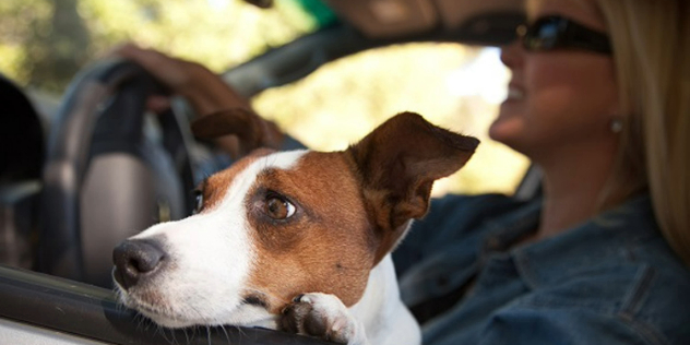 A dog looking out of an open car window