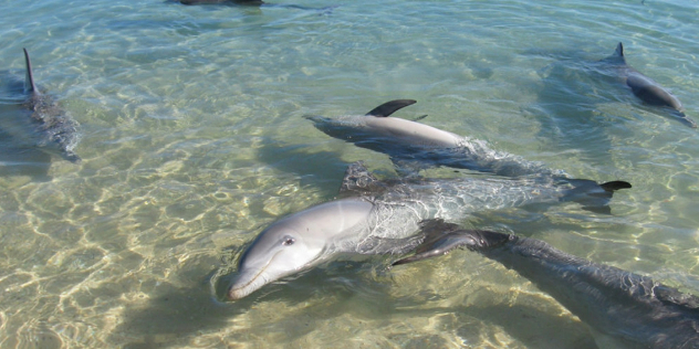 Dolphins swimming in the shallows near Monkey Mia, WA