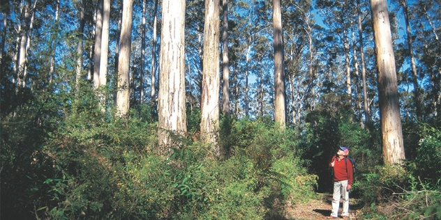 man looks up into tree canopy at 100 year forest Pemberton