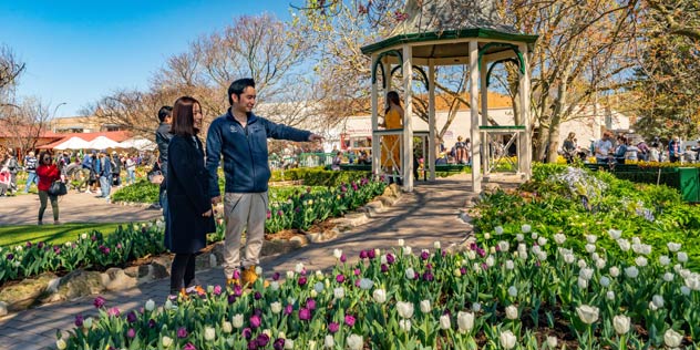 A couple looks a a garden of tulips