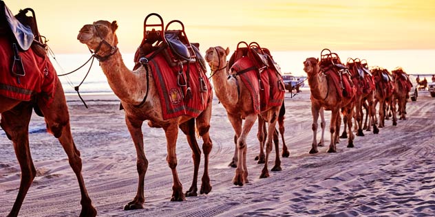 Camels on Cable Beach Broome