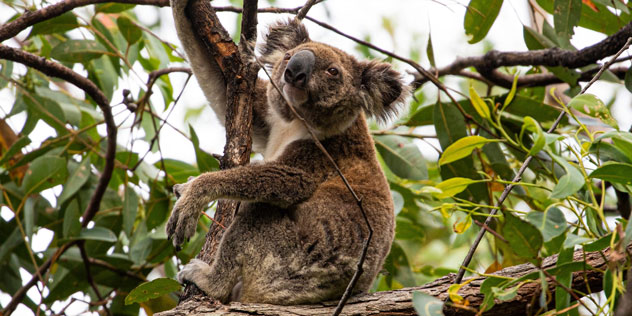Koala at Point Lookout in a tree