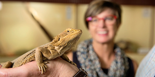 Close up of a bearded dragon lizard during a daily show