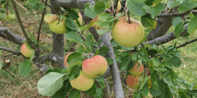 A close up of an apple tree branch, covered in green leaves and apples slowly ripening from green to red. 