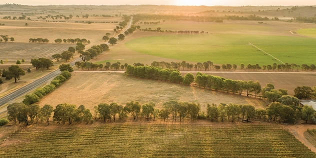 arial view of vineyards at Borambola winery NSW