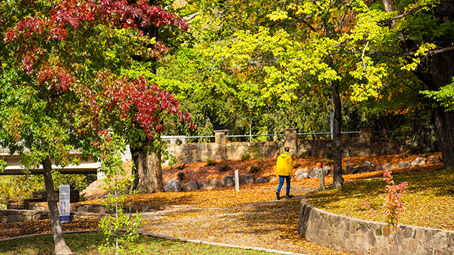 Autumn leaves in Bright