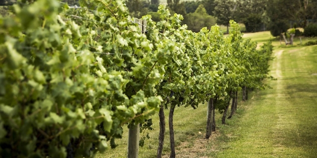 view of vineyard row and freshly mowed grass