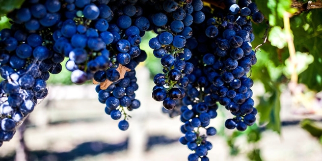 close up of bunches of black grapes on the vine