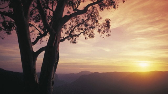 Blue mountains sunset NSW sunset over silhouettes of hills with gum tree in the foreground