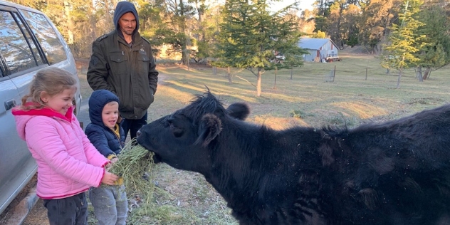 two small children feed hay to a black Angus calf with the owner supervising in the background