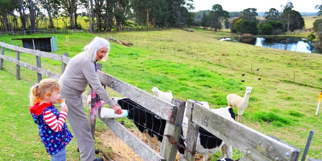 woman bottle feeds calves through a paddock fence with girl watching and eating an icecream