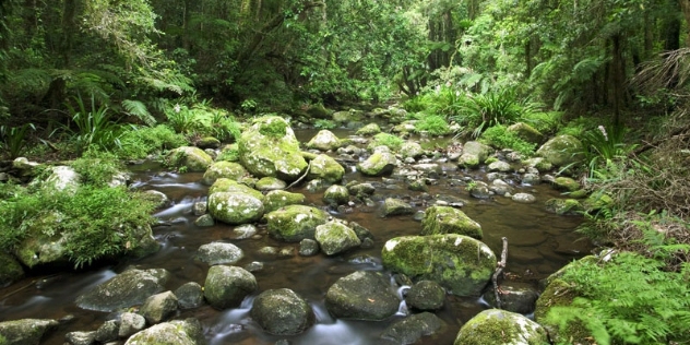 shallow stream with moss-covered rocks in lush rainforest