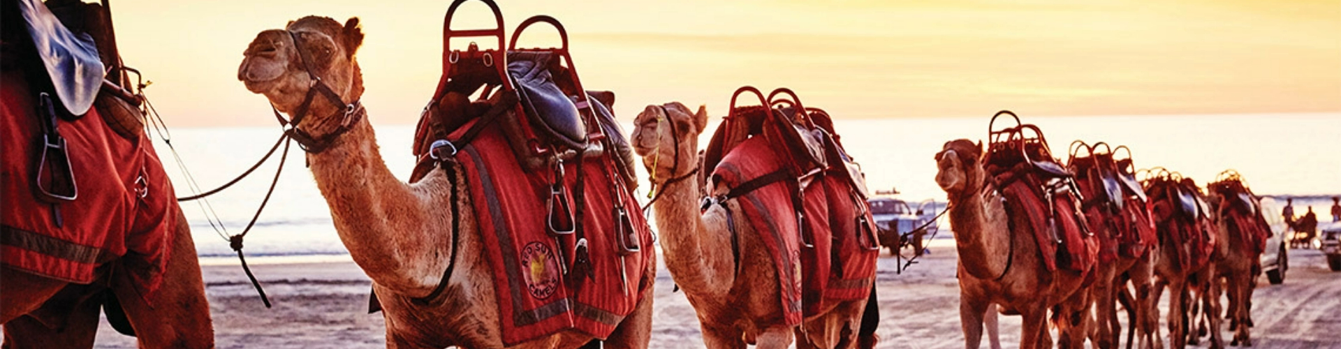 broome-camel-safaris-cable-beach-wa-1920x500 A queue of camels wearing saddles, walking along a sandy beach at sunset.