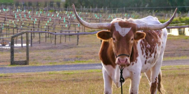  A long-horned brown and white spotted bull standing in a grassy paddock in front of a vineyard. 