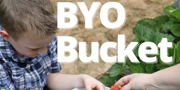 A young boy puts strawberries in a white basket while crouched on the ground. The words ‘BYO Bucket’ are written over the photo in white. 