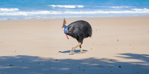  A metre tall black bird with giant talons, a red wattle blue, face and large horn like structure on its head walks along a beach.