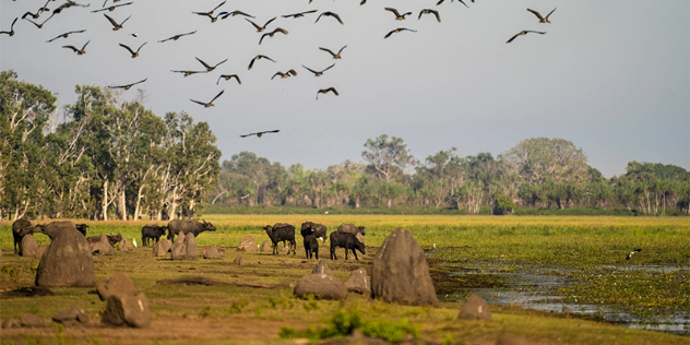 A small herd of cattle grazing a green riverplain flanked by gum trees, with birds flying overhead.