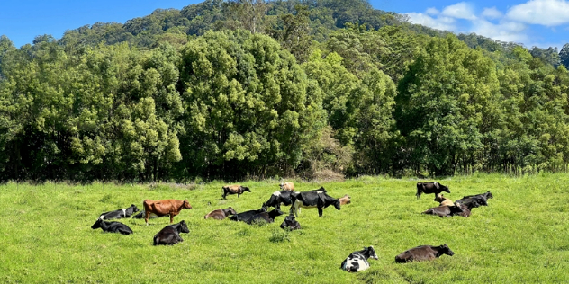  About a dozen black, brown and spotted cattle laying in a sunny, green field at the foot of a mountain covered in dense foliage.