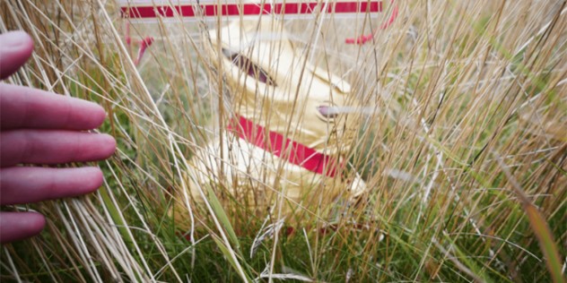  A gold Lindt bunny in a ziploc bag, placed in tall grass.