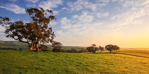 clare valley fields SA