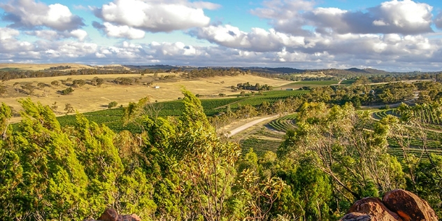 tree top view of Clare Valley