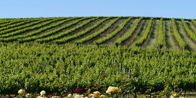 Clare Valley vineyard 