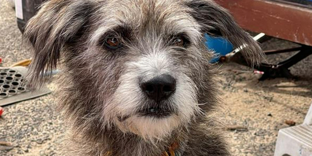  A close up of the face of a terrier-like dog's quizzical brown face and white muzzle on a sunny day.