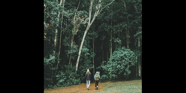  A couple walking along a path towards a thick forest of tall trees.