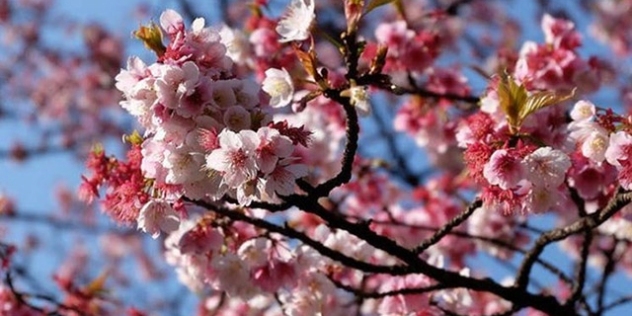 close up of pink, densely packed blooms on cherry blossom tree