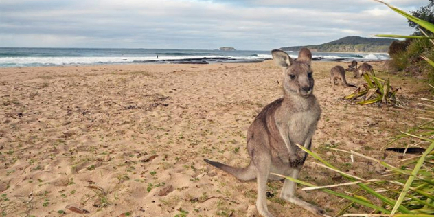 A group of small kangaroos on a sandy beach flanked by green hilled shores and foliage.