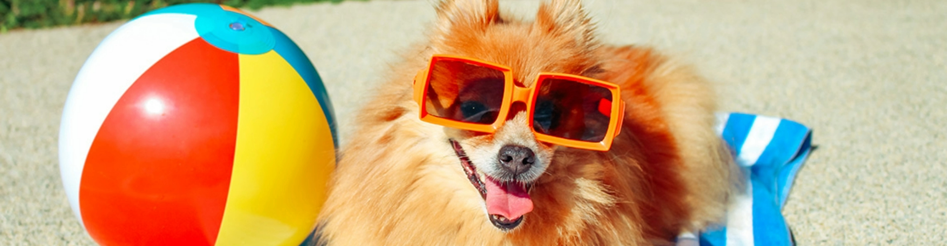 dog-at-pet-friendly-park-1920x500 A happy brown pomeranian dog in sunglasses sitting in the sun on a beach towel next to a beach ball.