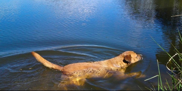 dog swimming in a rural dam